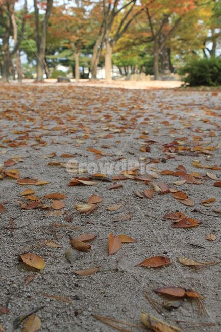 autumn road,fallen leaves,autumn leaves,autumn,fallen leaf road