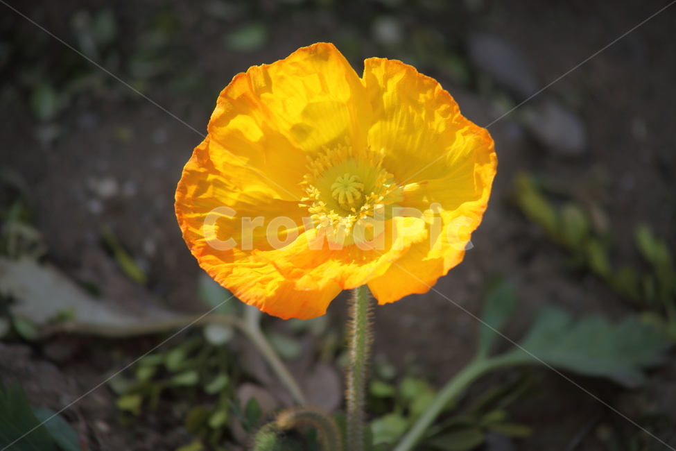 꽃,꽃양귀비,식물,poppy,양귀비