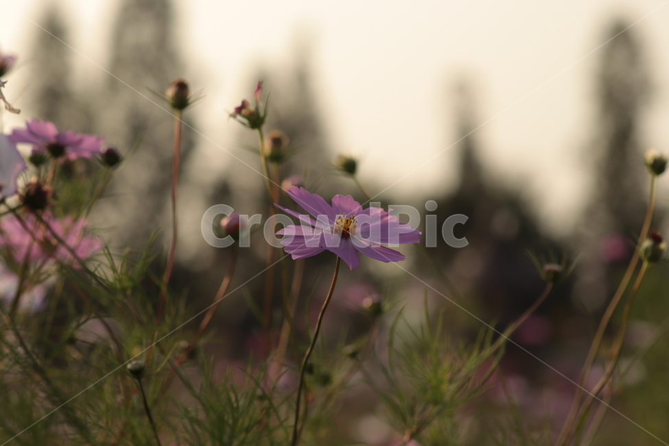 가을,어딘가,따뜻한,가을픙경,flowers,autumn,autumnscenery,fall,코스모스,가을꽃,꽃,cosmos,가을,계절,fall,autumn,season,자연,풍경,nature,landscape,plant,식물,flower,blossom,daisy,데이지,daisies