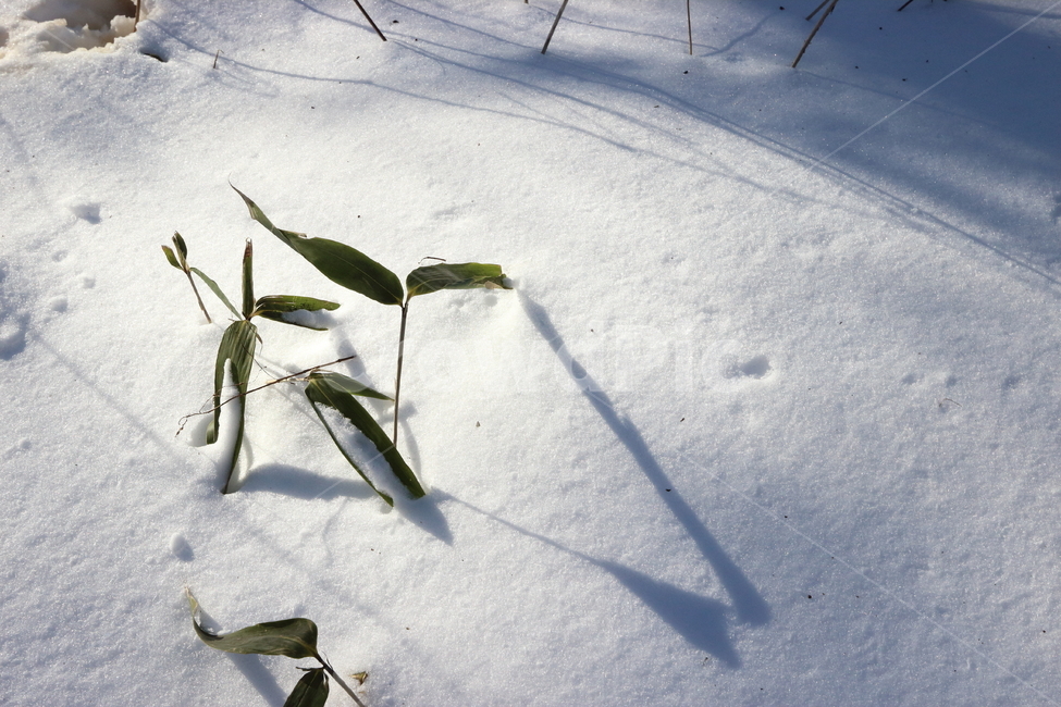 눈,겨울,감성,새싹,그림자,잎,순수,깨끗,겨울,계절,winter,season