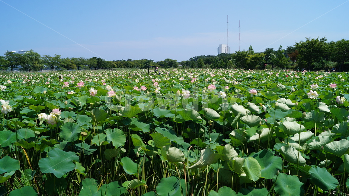 연꽃,꽃,flower,식물,plant,식물,자연,plants,nature,꽃,flower