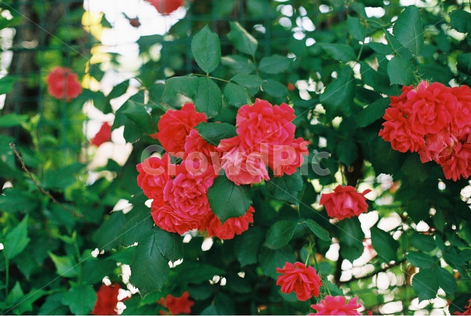 장미,여름,여름장미,필름,필름사진,flower,rose,summer,film