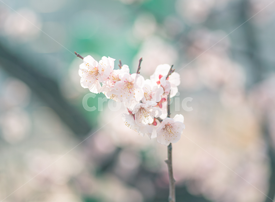 꽃,봄,봄꽃,flower,매화,와룡매,springflower,식물,plant