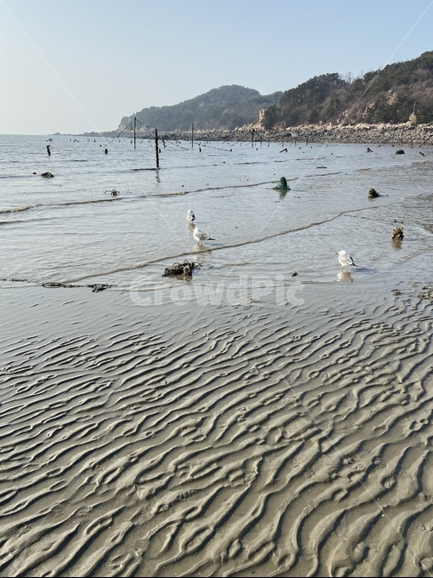 새,해수욕장,을왕리,자연,동물,바다,bird,nature,outdoors,animal
