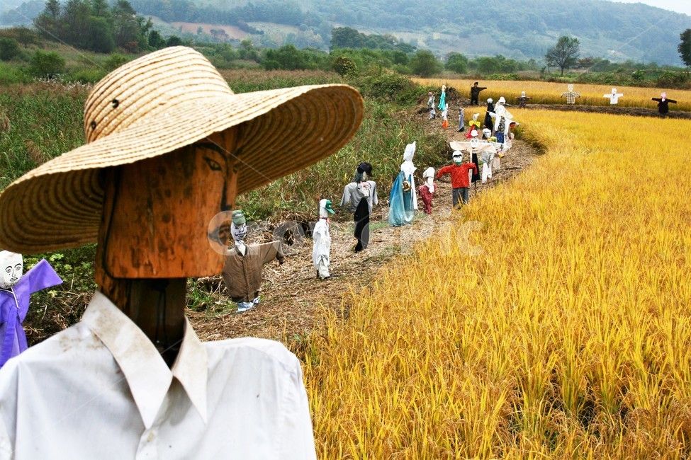 허수아비,전통민속,한국민속,한국정서,전통농업,산업,industry,industrial,농업,농사,agriculture,farming,farming industry