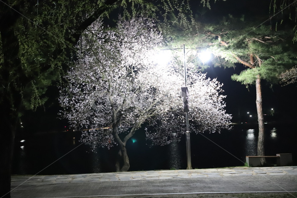 벚꽃,풍경,꽃,밤의꽃,나무