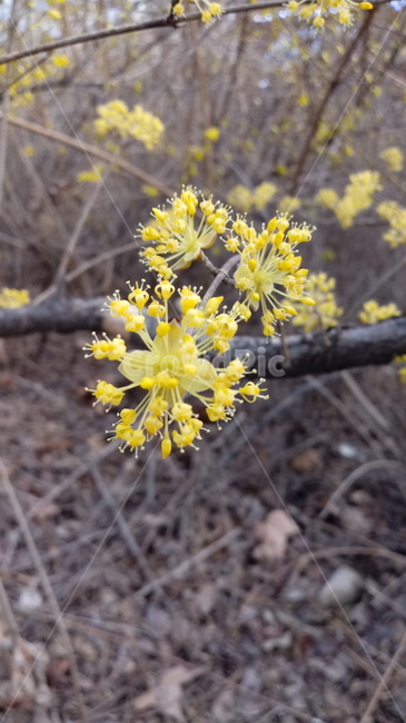 식물,꽃,나무,tree,outdoors,산수유