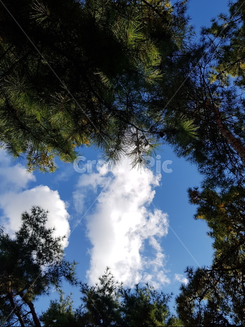 sky,cloud,blue sky,pine tree,clear sky