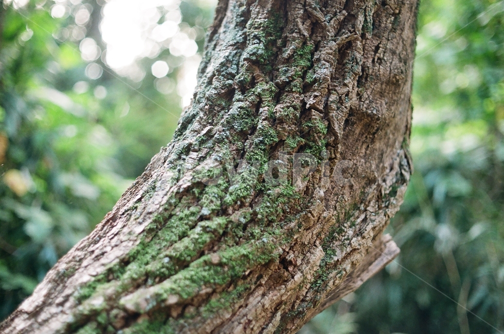 나무,tree,plant,식물,이끼,자연,natural,나무,trees,wood