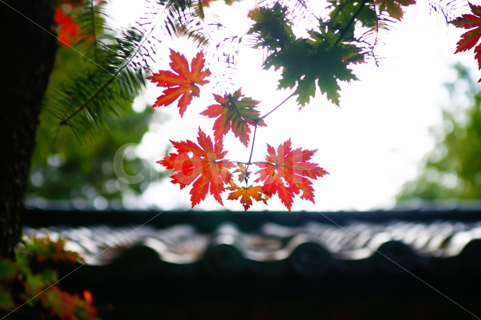 속리산,법주사,기와,단풍,붉은색,초록색,식물,자연,plants,nature,가을,계절,fall,autumn,season,plant,leaf,잎,tree,나무
