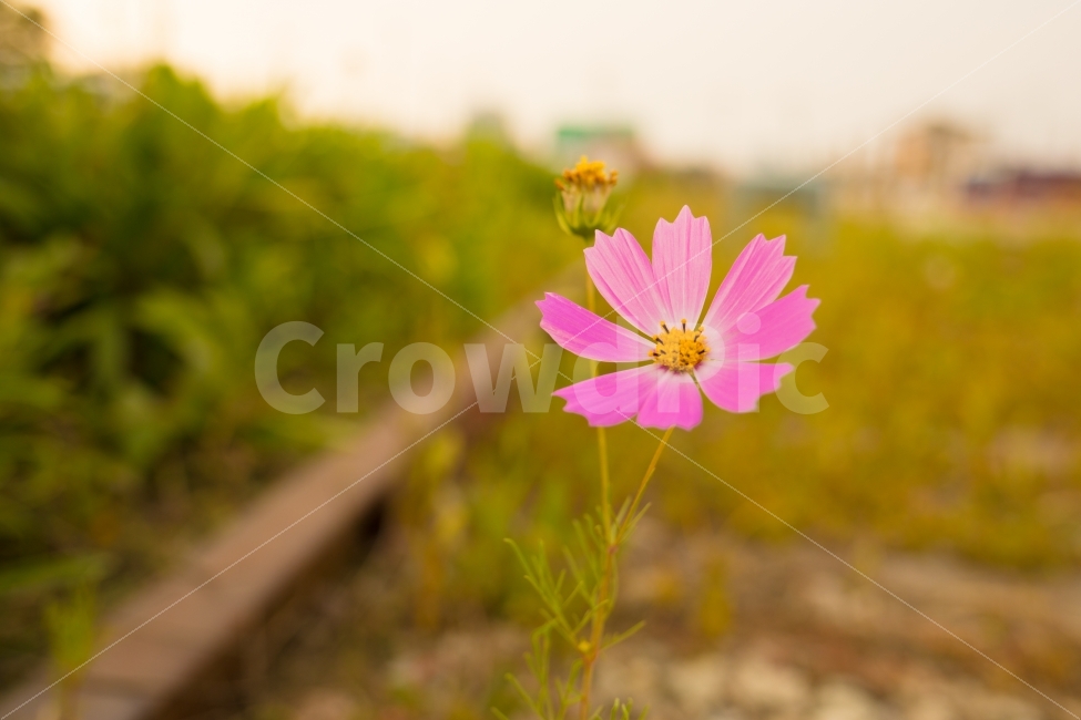 코스모스,꽃,가을,군산,철길,flower,cosmos,감성사진,배경사진,배경,background,플라워,autumn,fall,fw,자연,꽃잎,분홍,핑크,기찻길,들판,nature,예쁜,예쁘다,예쁜꽃,가을,계절,fall,autumn,season,식물,자연,plants,nature,꽃,flower,감성,sensible,feeling,plant,blossom,daisy,데이지,daisies