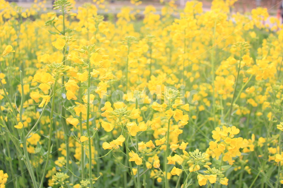 유채꽃,봄,봄꽃,노란꽃,꽃밭,식물,yellow,봄,계절,spring,season,식물,자연,plants,nature,꽃,flower
