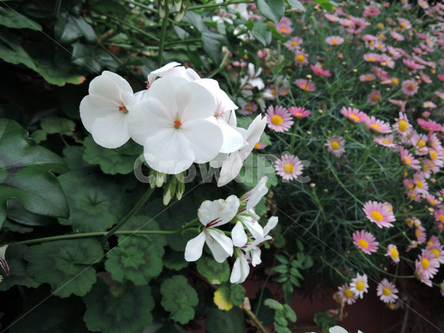꽃,식물,flower,가든,garden,정원,예쁜,화려한,식물,자연,plants,nature,꽃,flower