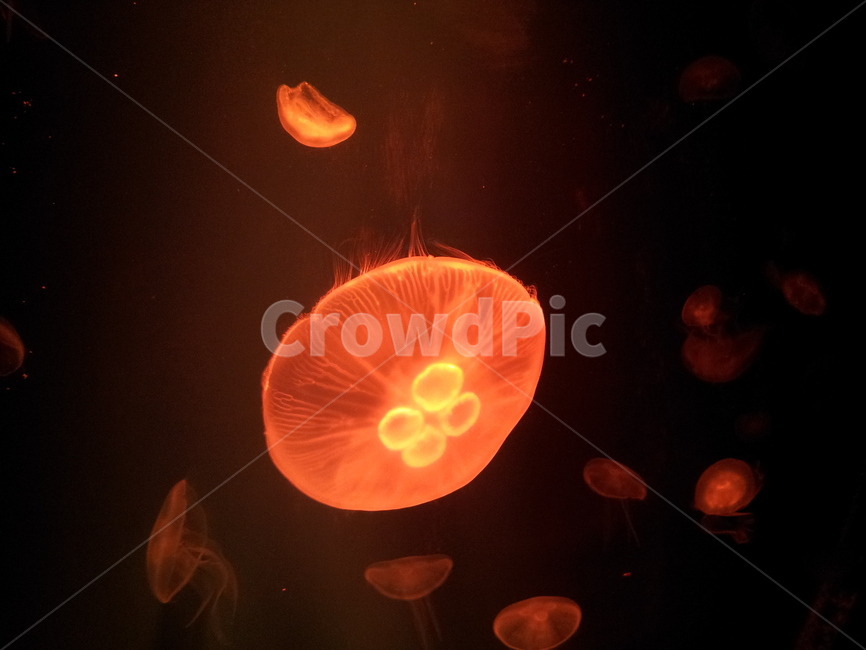 해파리,아쿠아리움,바다생물,해양생물,주황색,붉은색,jellyfish,aquarium,동물,animal