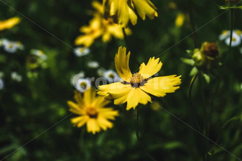 꽃,풀,식물,공원,여름,접사,flowers,plant,park,summer,beautiful,식물,자연,plants,nature,꽃,flower