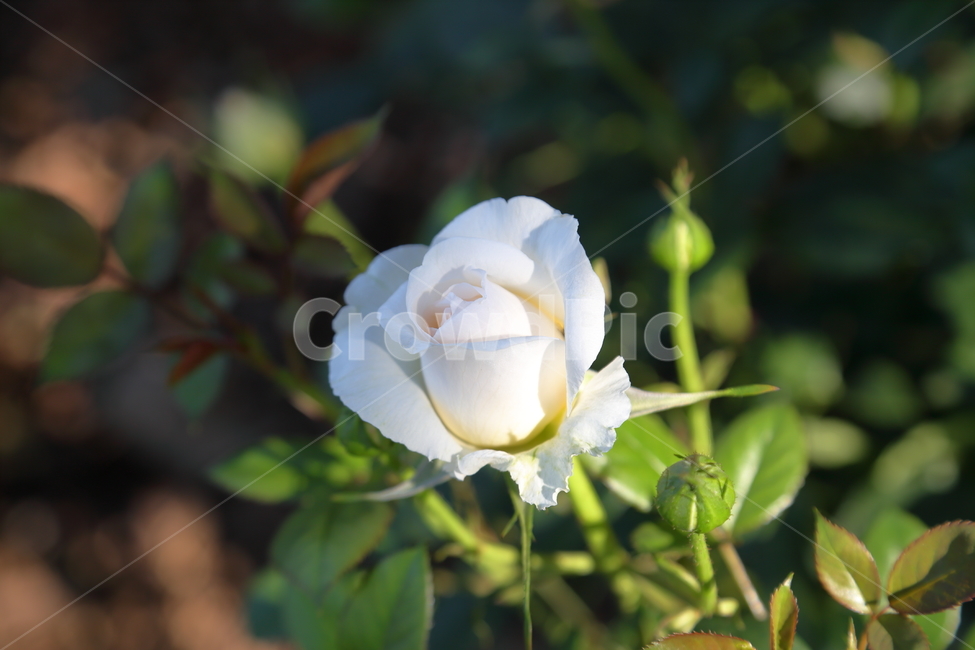 장미,장미꽃,꽃,rose,flower,백장미,하얀장미,5월,6월