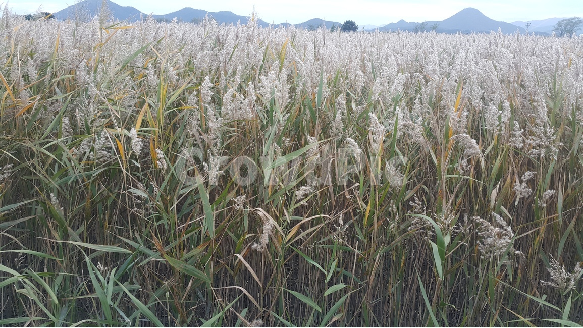 갈대,갈대밭,가을,바람,갈대숲,가을,계절,fall,autumn,season,자연,풍경,nature,landscape,grass,잔디,plant,식물,lawn