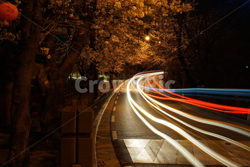 빛,괘적,자동차,벚꽃,도로,road,아차산길,식물,자연,plants,nature,꽃,flower