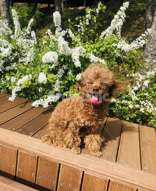 봄,강아지,동물,푸들,꽃,animal,식물,plant,flower,토이푸들