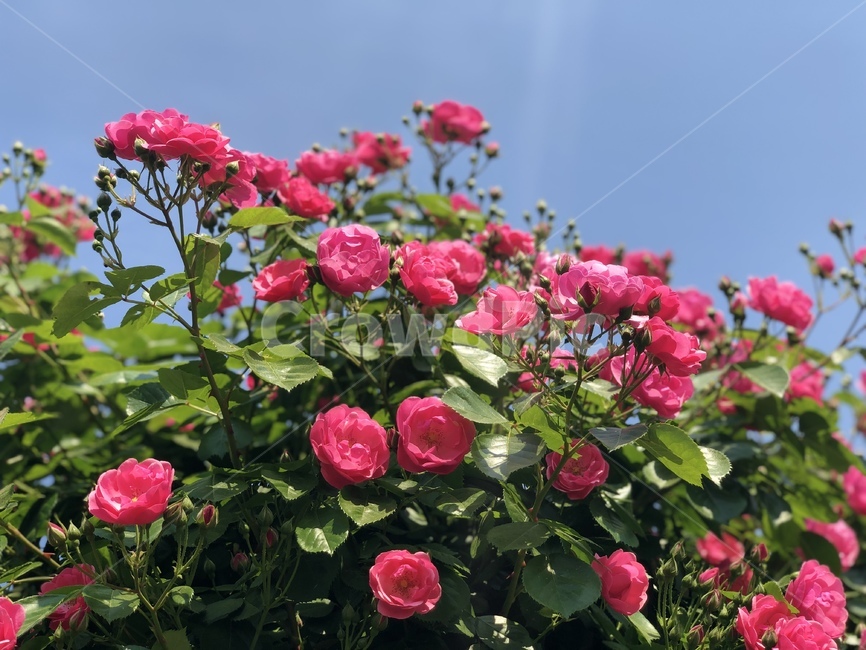 plant,식물,flower,꽃,장미,rose