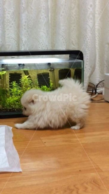 기지개,강아지,애견,어항,용품,가족,동물,animal,포유류,mammal,개,강아지,dog,doggy