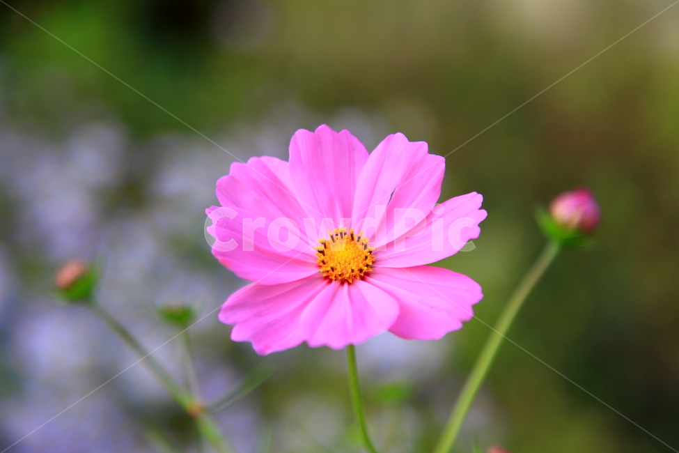 코스모스,가을,가을꽃,꽃,식물,분홍,가을,계절,fall,autumn,season,식물,자연,plants,nature,꽃,flower,plant,daisy,데이지,daisies,blossom