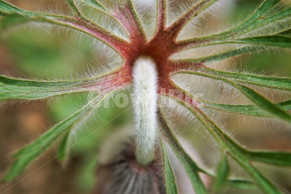 할미꽃,솜털,봄,봄꽃,자연,식물,꽃,plant,암술,수술,Pulsatillakoreana,한국특산,백두옹,독초,강장제,화왕계,여러해살이풀,미나리아재비과,쌍떡잎식물,흰털,할머니머리카락,흰머리,노인,꼬부랑,한방약재,할머니