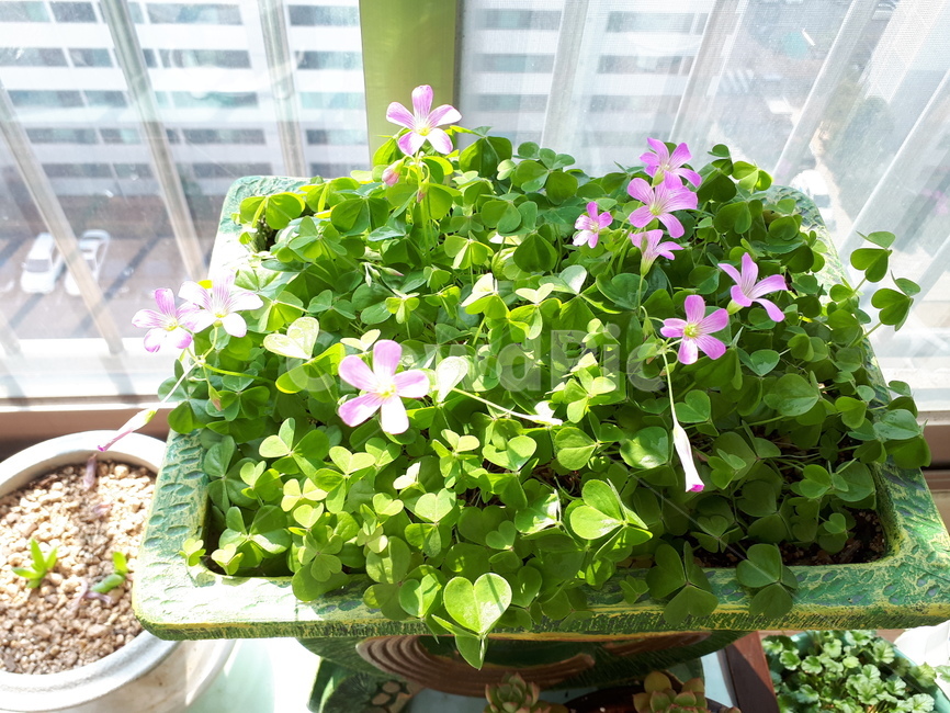 plant,식물,pottery,도기류,vase,jar,pottedplant,flower,geranium,제라늄,blossom,꽃,화분