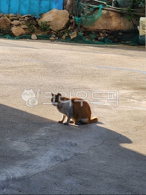 고양이,길고양이,길냥이,집사,츄르