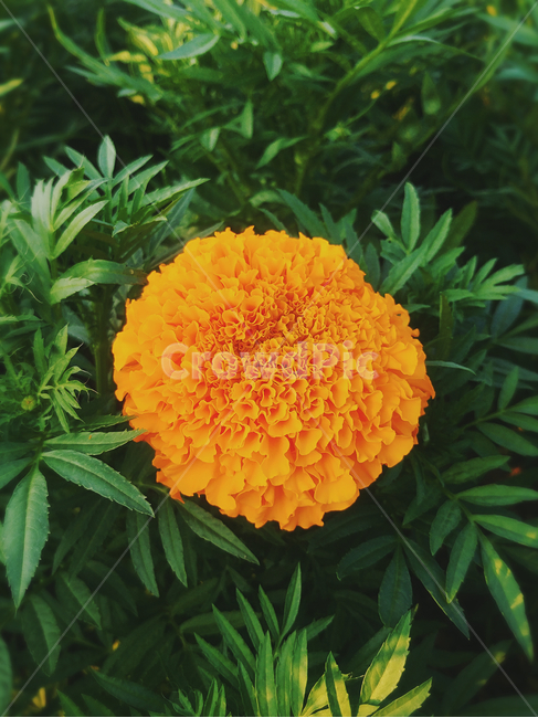 blossom,꽃,식물,plant,flower,식물,자연,plants,nature,꽃,flower