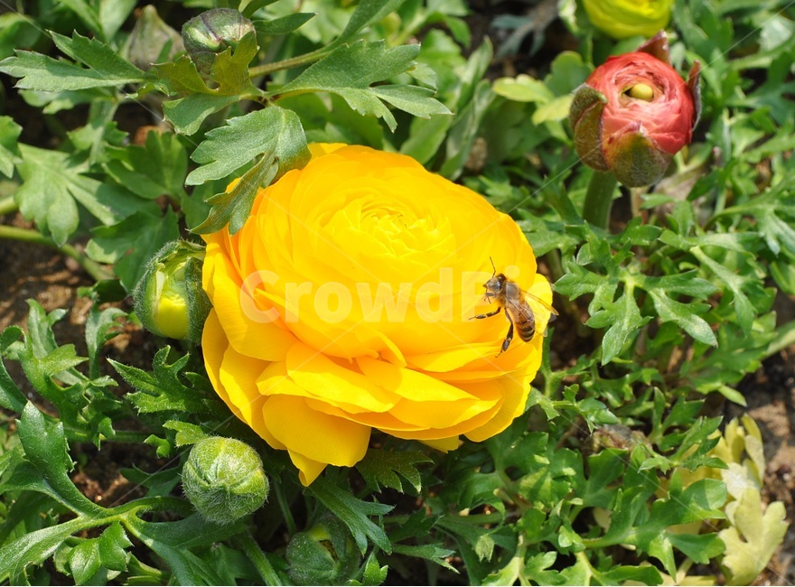 꽃,봄,자연,예쁜,플라워,flower,식물,자연,plants,nature,꽃,flower