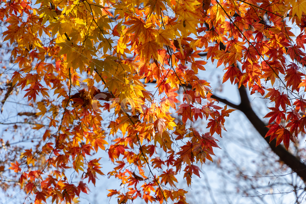 가을,단풍,낙엽,단풍잎,감성,자연,가을,계절,fall,autumn,season,leaf,잎,plant,식물,tree,나무,maple