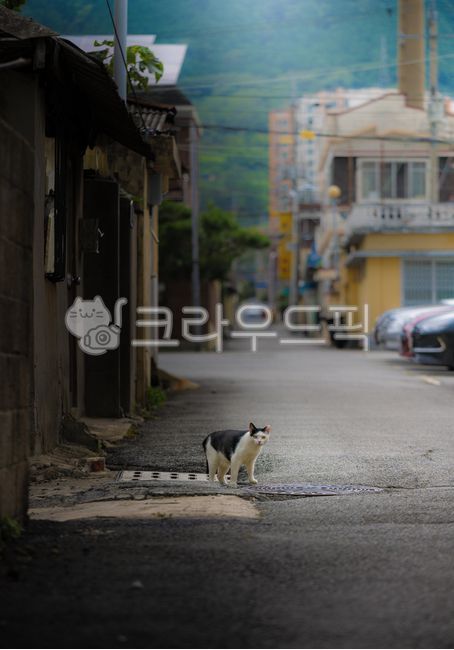 distance,kitty,outdoor,Pets,kitten,stray cat,mammal,road,cat,animal,alley,mammalia,pet