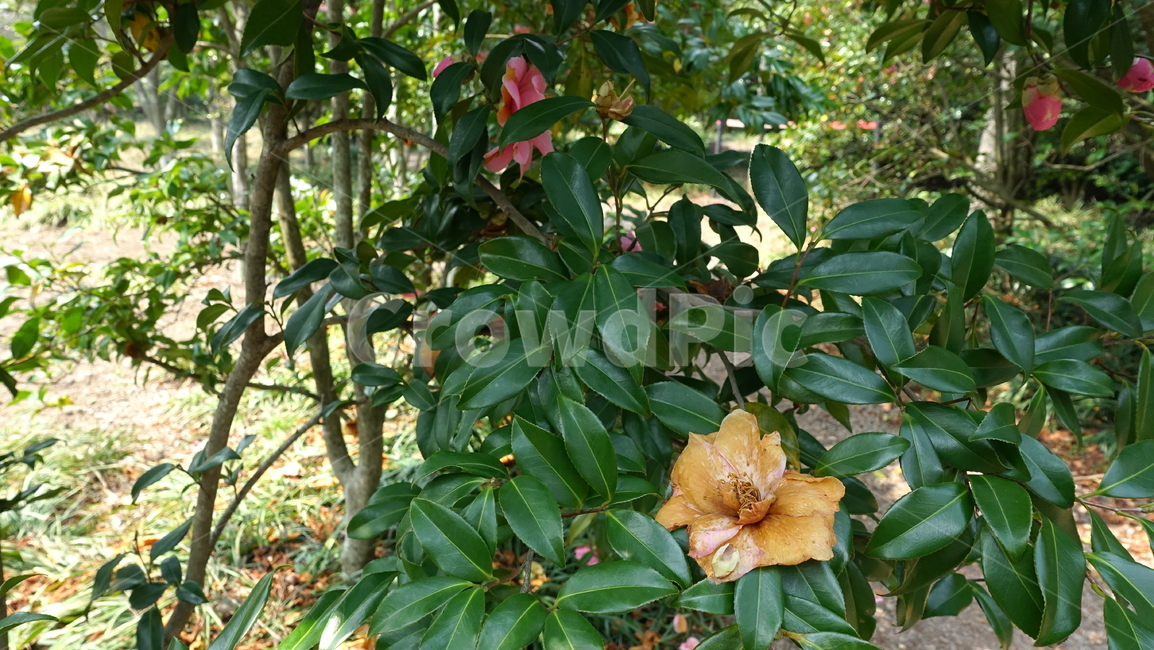 꽃,flower,camelia,plant,nature,식물,자연,blossom,꽃송이,green,저문꽃,시든꽃