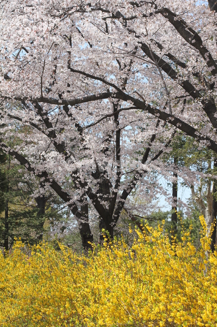 개나리와벚꽃,개나리,봄꽃,벚나무,봄분위기,봄,계절,spring,season,plant,식물,flower,꽃,blossom