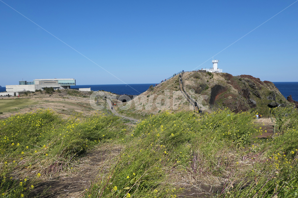cheju,제주도,유채꽃,섬,rapeblossoms,island,자연,풍경,nature,landscape