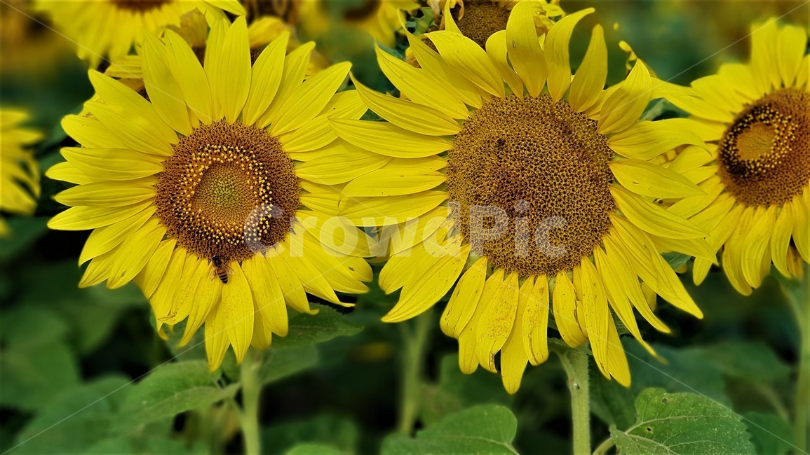 해바라기,꽃,식물,자연,아름다움,태양,sun,가을,여름,계절,plants,season,nature,summer,sunflower