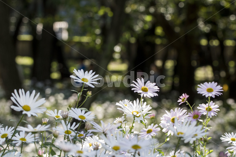 구절초,가을,꽃,꽃봉오리,잎,꽃잎,꽃밭,가을꽃,식물,들국화,국화,가을,계절,fall,autumn,season,식물,자연,plants,nature,꽃,flower,plant,daisy,데이지,daisies,blossom
