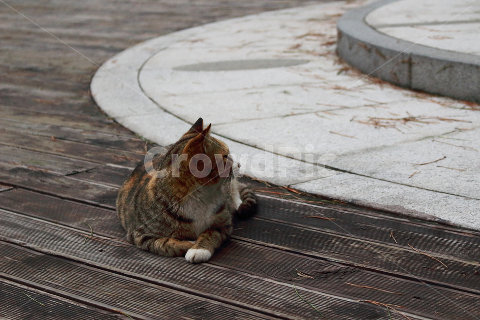 고양이,동물,길고양이,cat,kitten,동물,animal,포유류,mammal,고양이,cat,kitten,kitty