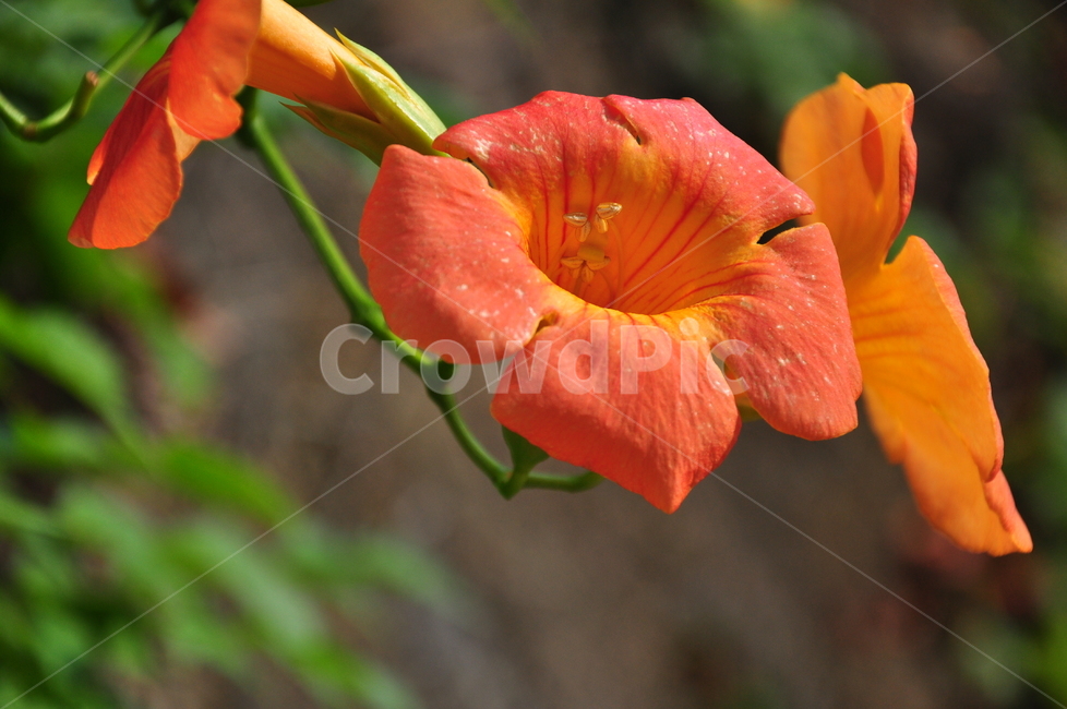 blossom,plant,식물,flower,꽃,능소화,아웃포커스
