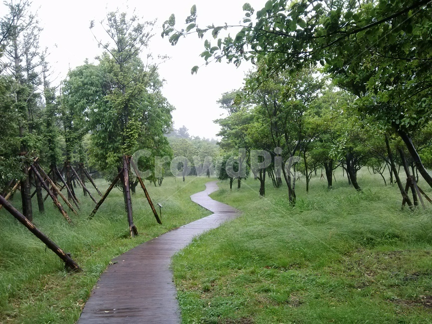 비오는숲,숲,비오는풍경,rain,forest,자연,풍경,nature,landscape