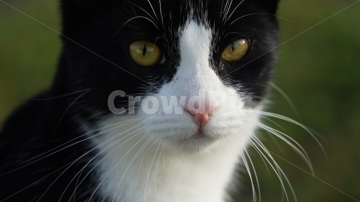 고양이,길고양이,고양이얼굴,cat,애완고양이,검정고양이,동물,animal,포유류,mammal,고양이,cat,kitten,kitty