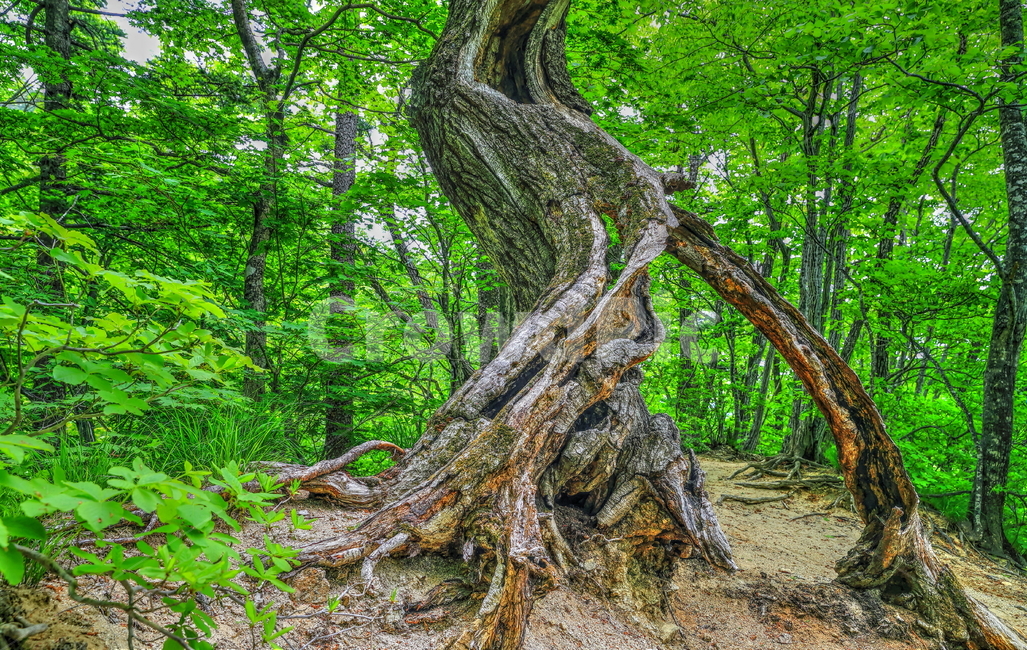 계곡,소금강,나무,고목,숲,식물,자연,plants,nature,나무,trees,wood