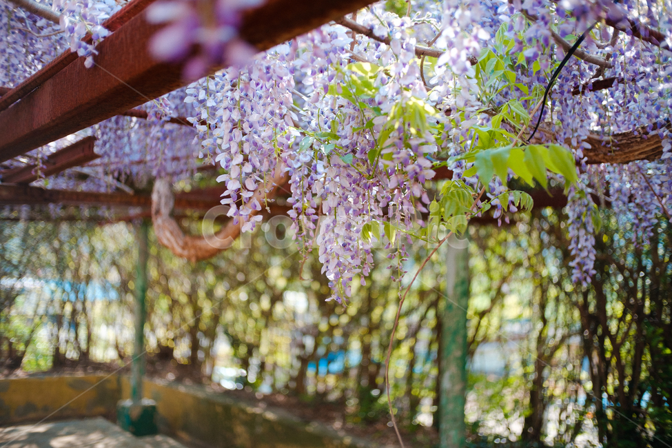 꽃,등나무꽃,보라색꽃,봄꽃,4월꽃,5월꽃,등나무,식물,식물,자연,plants,nature,꽃,flower