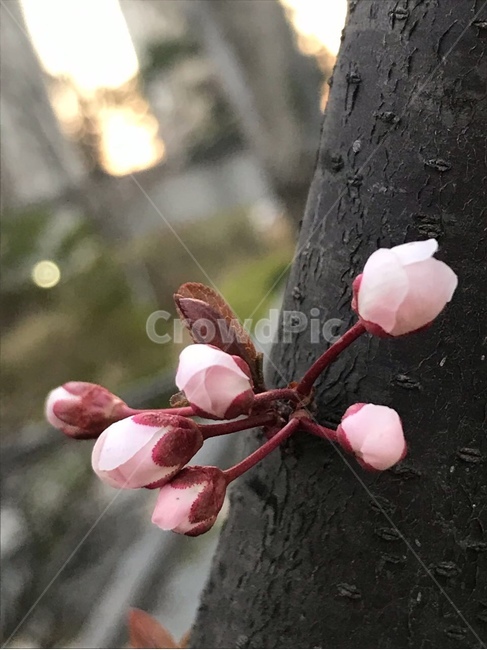 plant,식물,blossom,꽃,flower,벚꽃,봉우리