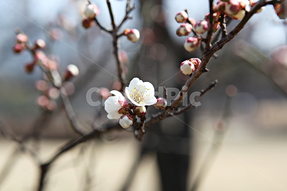 매화,꽃,봄꽃,봄,식물,자연,봄,계절,spring,season