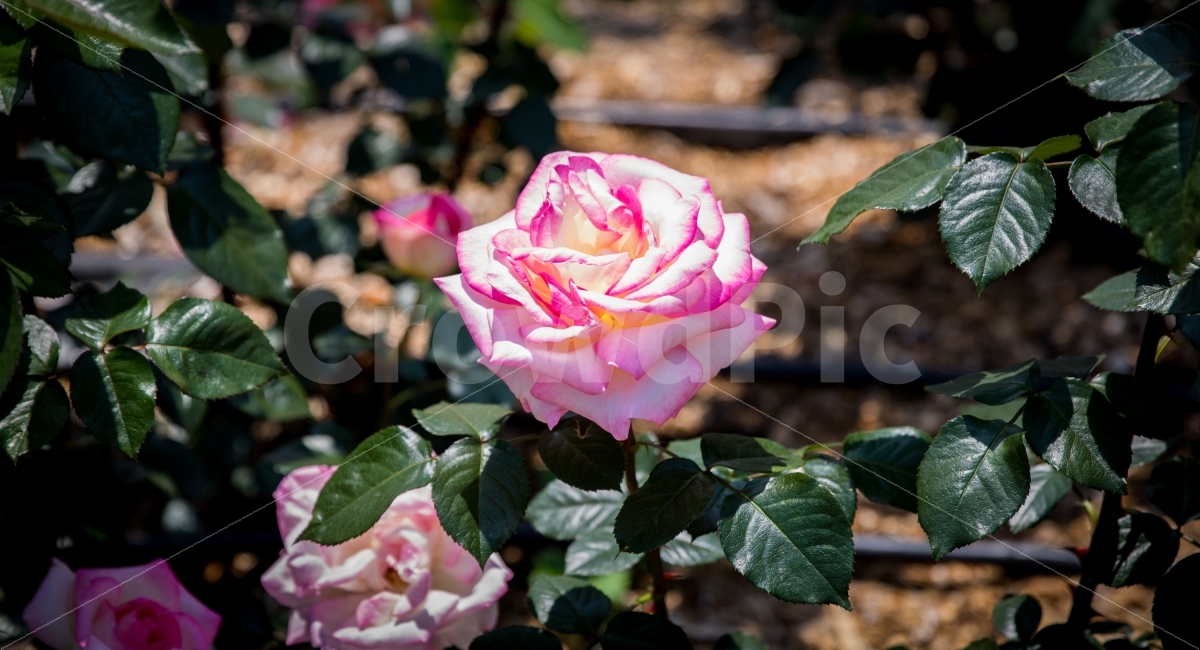 꽃,flower,장미,rose,분홍,pink,누끼,식물,자연,plants,nature,꽃,flower,감성,sensible,feeling