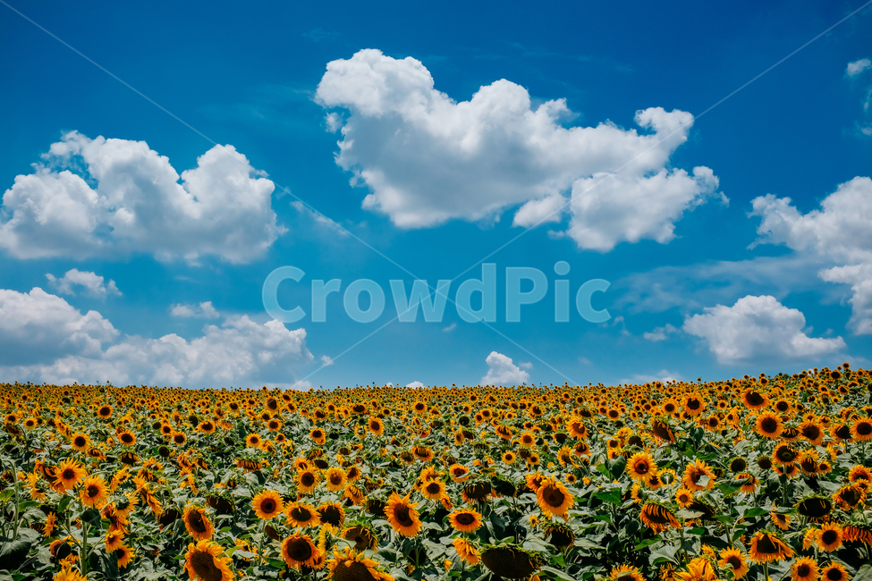 구름,하늘,해바라기동산,목장,해바라기,좋은날,자연,풍경,nature,landscape,식물,plants,꽃,flower,plant