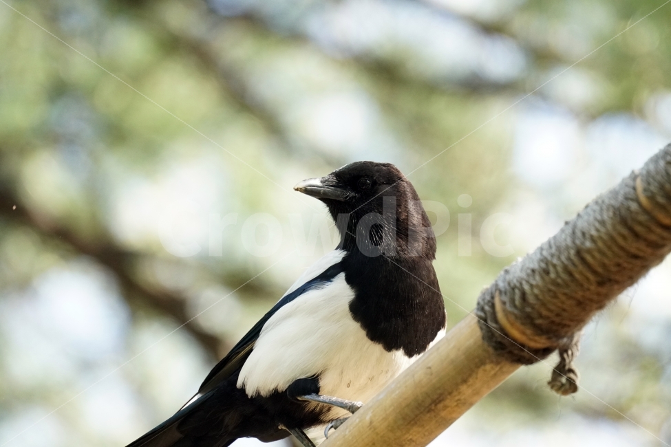 까치,새,조류,동물,식물,자연,풀,잔디밭,이파리,공원,bird,animal,감성,감성사진,스냅,스냅사진,snap,snapshot,풍경,landscape,계절,season,생명,한국자연,korea,동물,animal,조류,새,birds