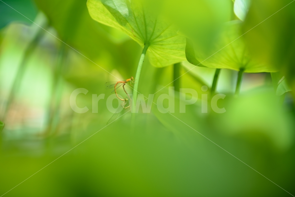 연잎,여름,실잠자리,녹색,잠자리,자연,풍경,백그라운드,사랑,background,summer,green,lotueleaf,nature,love,동물,animal,곤충,벌레,insect,bug